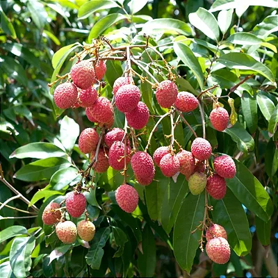LICHIA (Litchi chinensis) - Muda de Alporquia até 1,20m