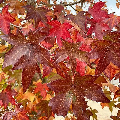 LIQUIDÂMBAR (Liquidambar styraciflua) - Muda com até 1,20m