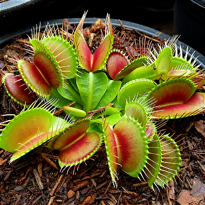 CARNÍVORA DIONEIA (Dionaea muscipula) – Pote 9