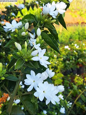 Jasmim Neve (Jasminum multiflorum) - Até 1 metro