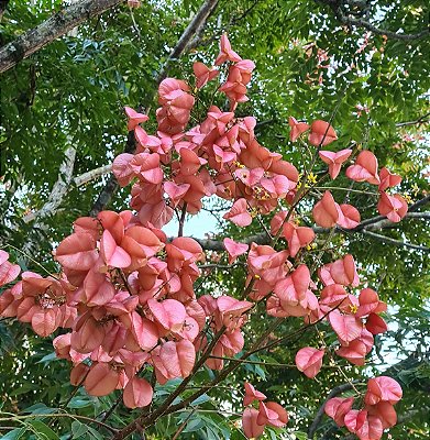 ÁRVORE DA CHINA (Koelreuteria bipinnata)