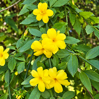 JASMIM AMARELO (Jasminum mesnyi)