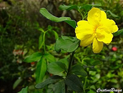 Jasmim Amarelo (Jasminum mesnyi)