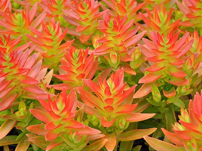 CAMPFIRE (Crassula Campitella "Campfire") - Pote 11