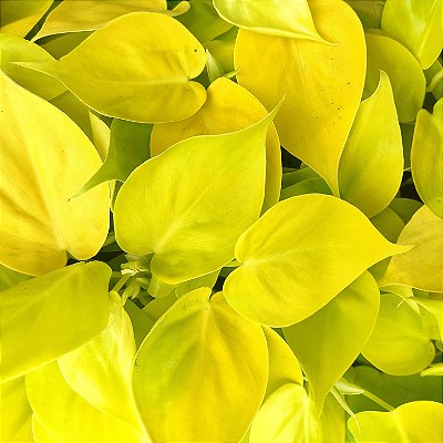 Filodendro Amarelo (Philodendron scandens 'Lime') - Cuia 13