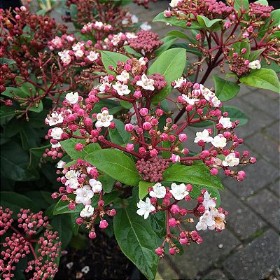 Viburno (Viburnum) - Até 50 cm