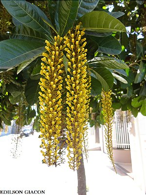 LOFANTERA (Lophantera lactescens) - Até 1,20m