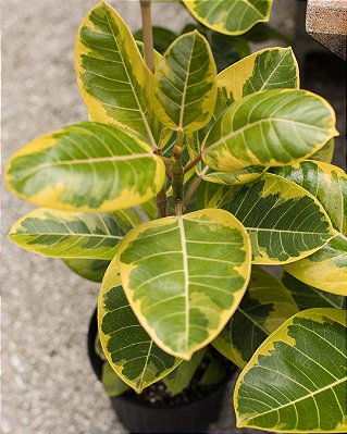 Ficus Altissima - P17