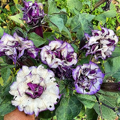SAIA ou TROMBETA ROXA (Datura metel) - Muda com até 80 cm