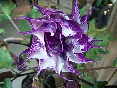 SAIA ROXA (Datura metel)