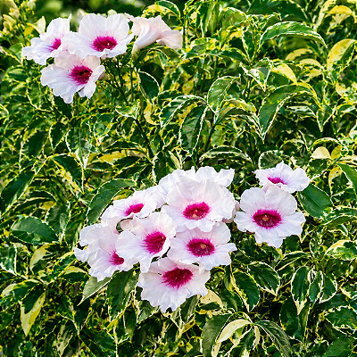 PANDORA VARIEGATA (Pandorea jasminoides variegata) - Muda com até 1,20m