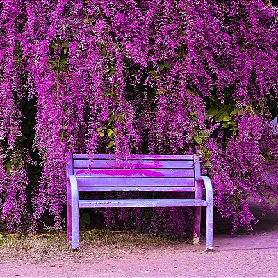 CONGÉIA (Congea tomentosa) - Muda com até 60 cm