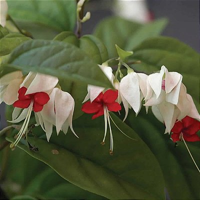 LÁGRIMA DE CRISTO (Clerodendrum thomsonae)