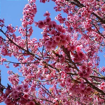CEREJEIRA JAPONESA ou SAKURA (Prunus campanulata)
