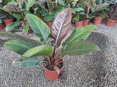 FILODENDRO IMPERIAL RED (Philodendron Erubescens Imperial)