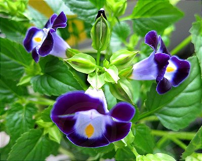 TORRÊNIA (Torenia fournieri)