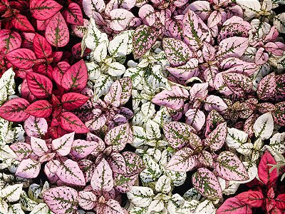 HIPOESTE "CONFETE" (Hypoestes phyllostachya)