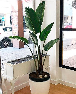 Strelitzia augusta - Até 60 cm