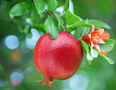 ROMÃ (Punica granatum) - Até 60 cm