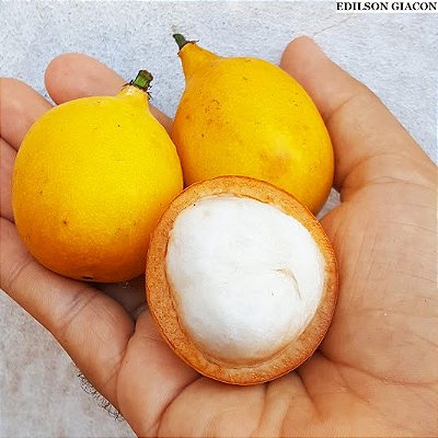 ACHAICHARU (Garcinia humilis) – Até 60 cm