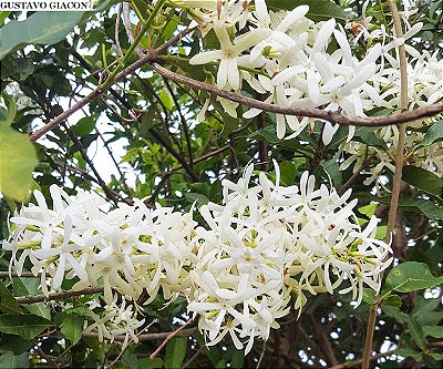 FLOR DE SÃO MIGUEL BRANCA (Tibouchina urvilleana) - Até 60 cm
