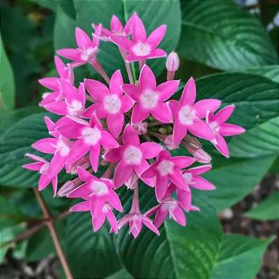 ESTRELA DO EGITO ou PENTA (Pentas lanceolata)