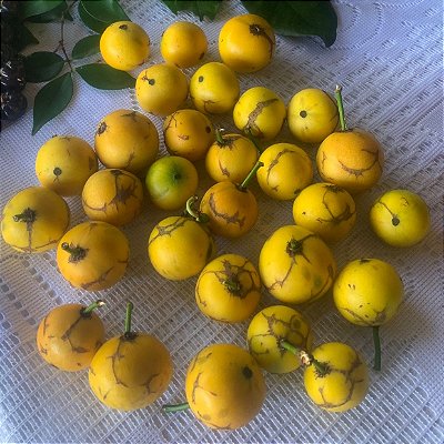 BACUPARI (Garcinia gardneriana)