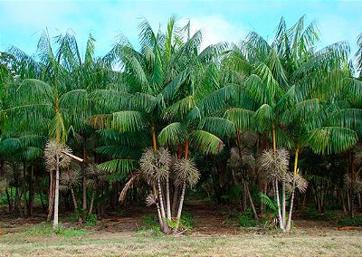 JUÇARA ou IÇARA (Euterpe edulis)
