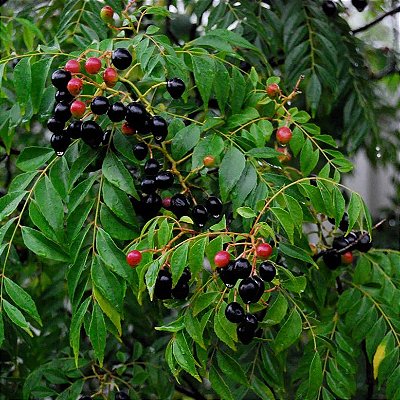 CURRY INDIANO (Murraya koenigii) - Até 1 metro