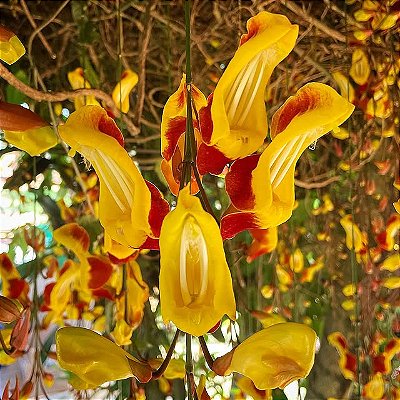 SAPATINHO DE JUDIA (Thunbergia mysorensis) - Muda com até 1 metro