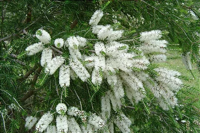 MELALEUCA (Melaleuca linariifolia) - Até 1 metro