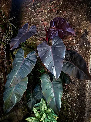 FILODENDRO RUBRO (Philodendron erubescens)