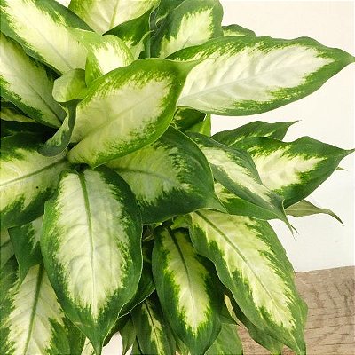 COMIGO NINGUÉM PODE (Dieffenbachia Camilla) - Muda com até 60 cm