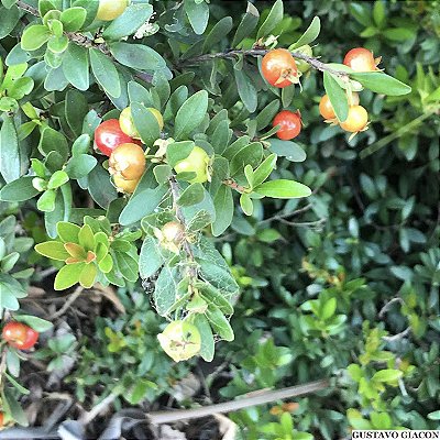 MINI CEREJA ou PITANGUINHA DE MATTOS (Eugenia mattosii) - Até 30 cm