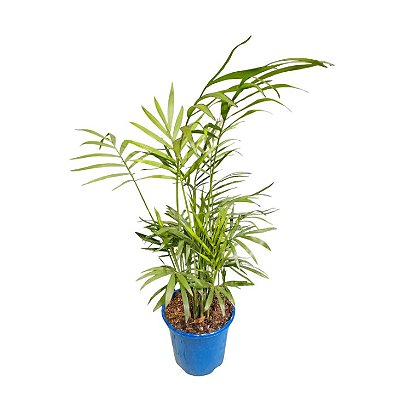 PALMEIRA CHAMAEDORA ELEGANS - P11