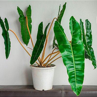 Philodendron billietiae - P17