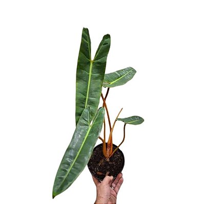 Philodendron billietiae - P17