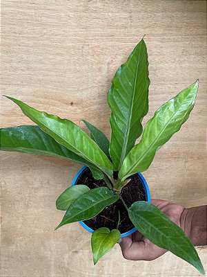 ANTHURIUM HOOKERI - P19