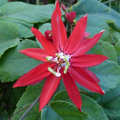 MARACUJÁ ORNAMENTAL (Passiflora ornamental) - Até 1,20m