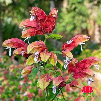 CAMARÃO VERMELHO (Justicia brandegeana) - Até 80 cm