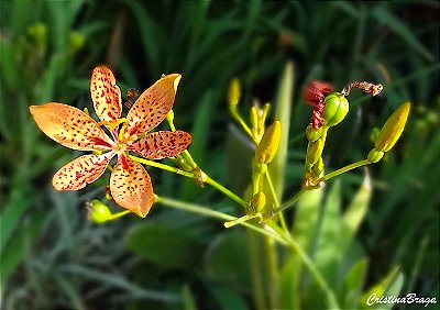 FLOR LEOPARDO (Belamcanda chinensis) - Até 80 cm