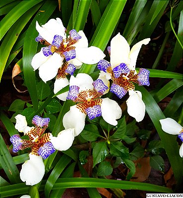 IRIS DA PRAIA (Neomarica candida) – Até 80 cm