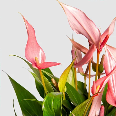 ANTÚRIO MINIATURA ROSA (Anthurium Lilli) - P09