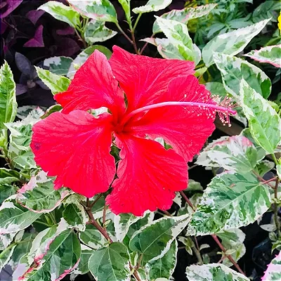 HIBISCO VARIEGATA (Hibiscus rosa-sinensis "variegata") - Até 1,20m