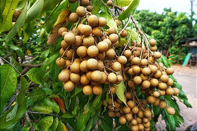 PITOMBA DO NORTE (Talisia esculenta) - Muda com até 1 metro