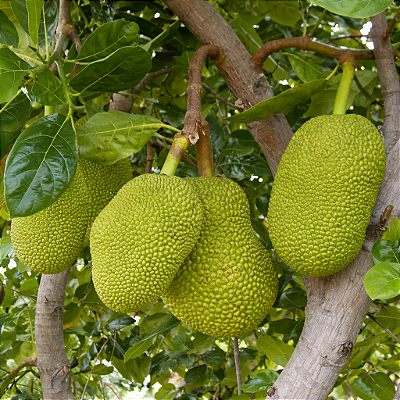 JACA MOLE (Artocarpus heterophyllus) - Muda com até 1 metro