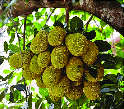 JACA MOLE (Artocarpus heterophyllus) - Muda com até 1 metro