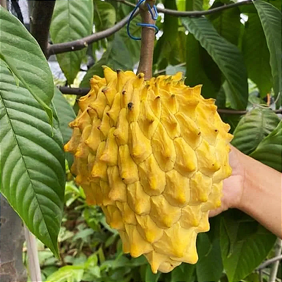 BIRIBÁ (Rollinia mucosa) - Muda com até 1 metro