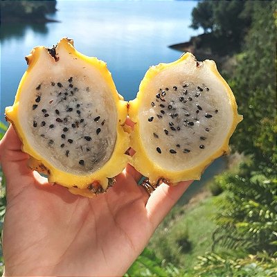 PITAYA AMARELA (Selenicereus megalanthus) - Até 50 cm