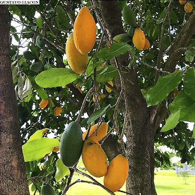 OITI (Licania tomentosa) - Muda com até 1 metro